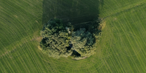 Where the Wild Trees Grow